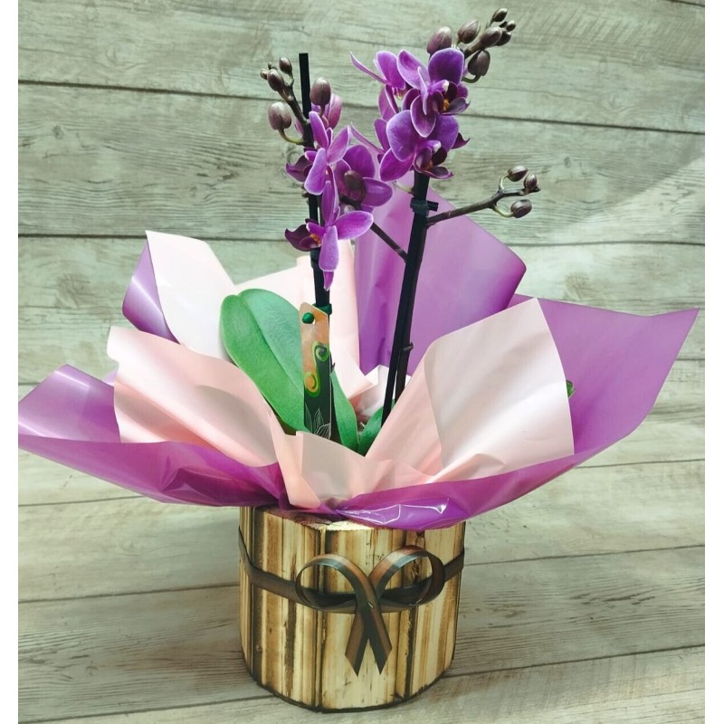 Mini Orquídea Pote 9 "Cor Variada" 